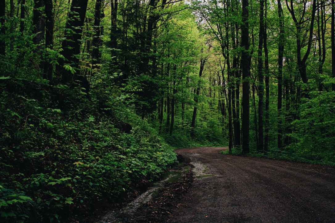 green leafed trees beside road